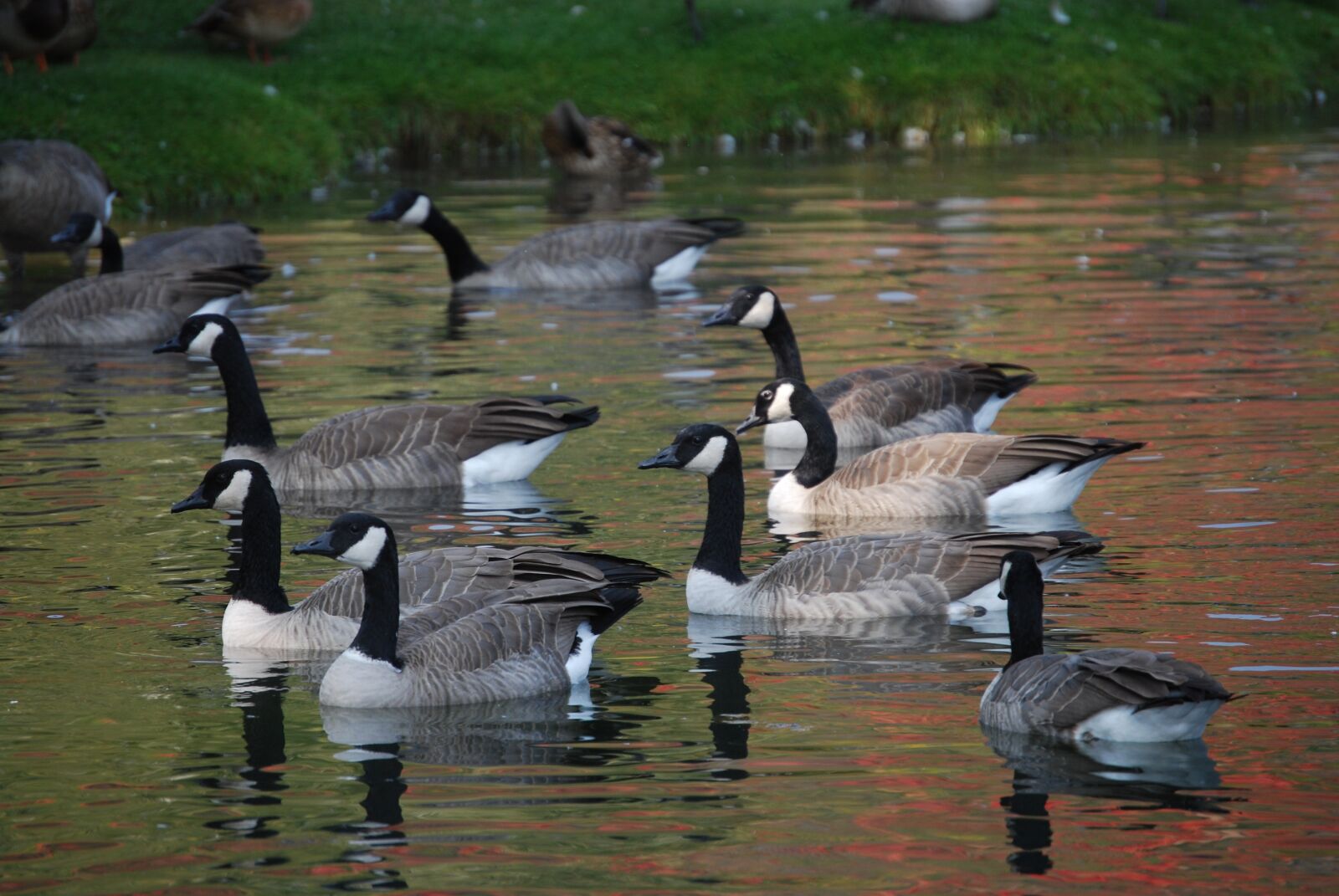 Nikon D60 sample photo. Birds, wild, geese on photography