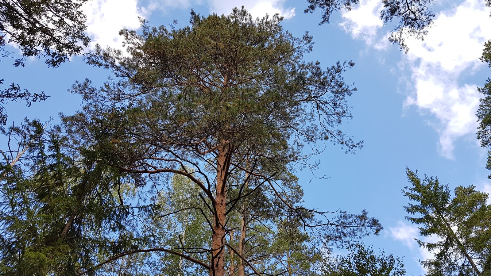 Samsung Galaxy S7 sample photo. Sky, forest, landscape photography