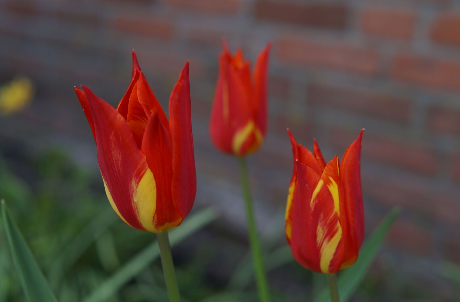 Sony SLT-A58 + Sony DT 35mm F1.8 SAM sample photo. Tulips, flower, flowers photography