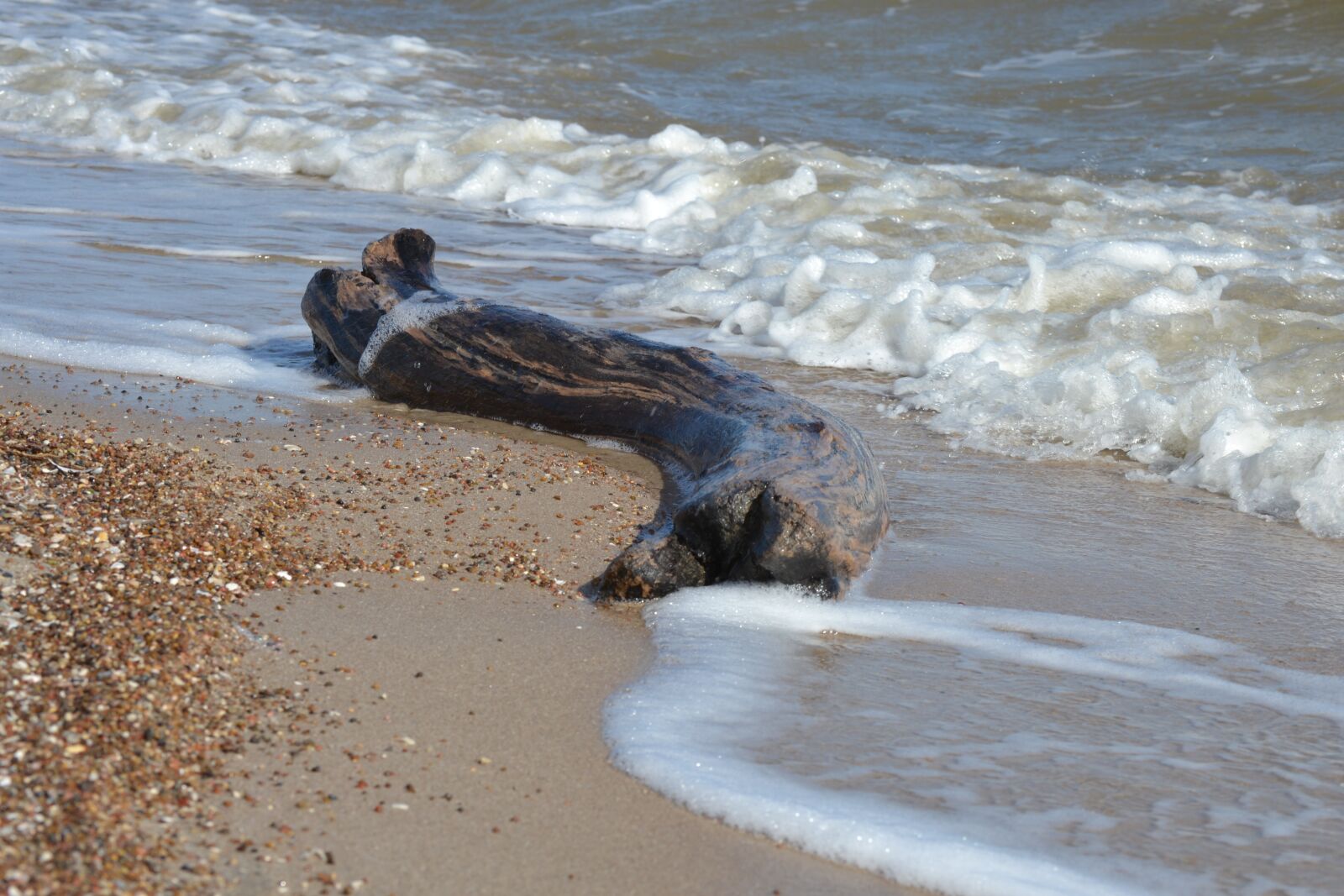 Nikon D3100 sample photo. Ocean, driftwood, log photography