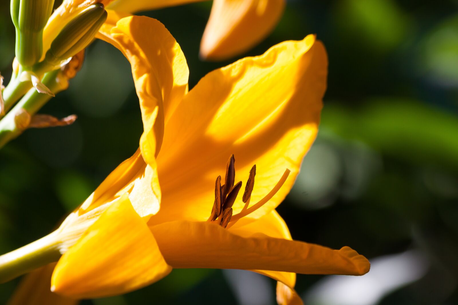 Canon EOS 50D sample photo. Daylily, hemerocallis, day lily photography