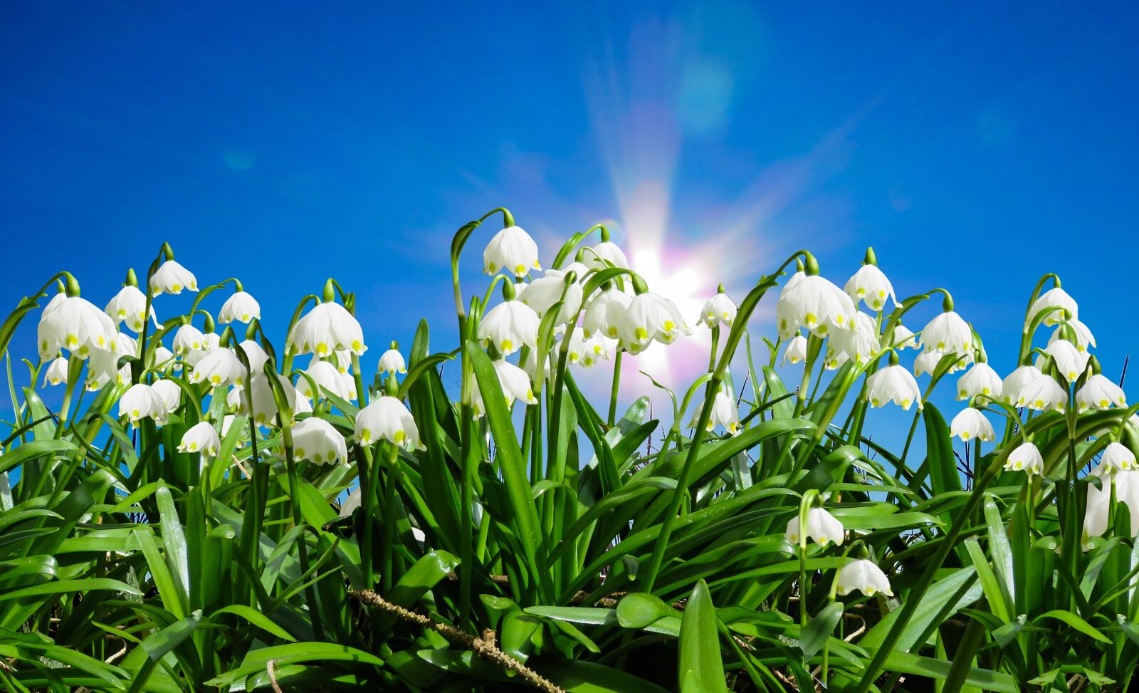 Canon PowerShot SX710 HS sample photo. Nature, spring, snowflake photography