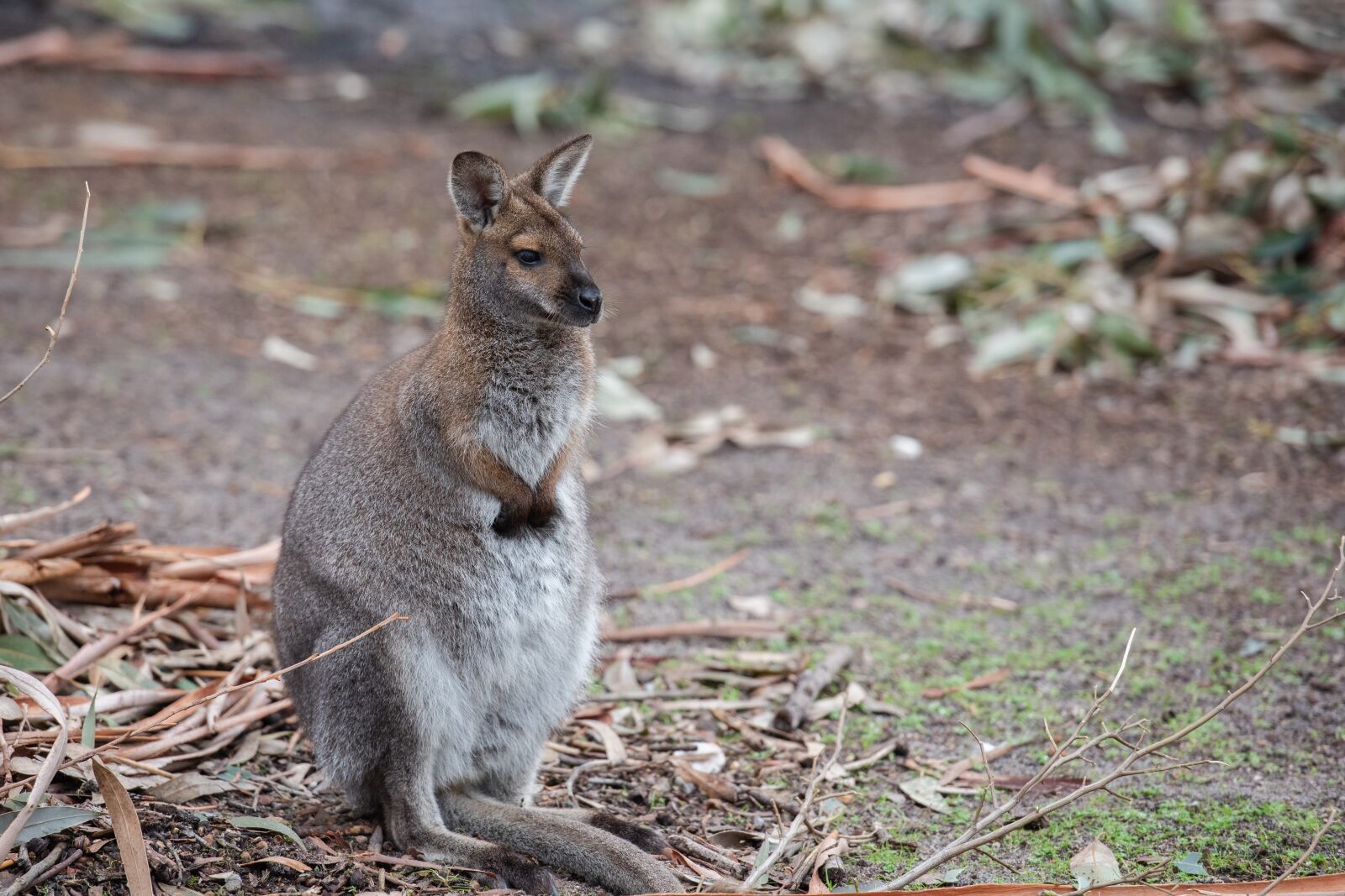 Nikon D750 sample photo. Red necked wallaby, wallaby photography