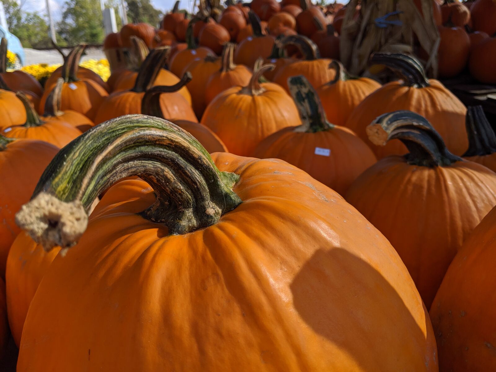 Google Pixel 3 XL sample photo. Pumpkin, fall, bumps photography