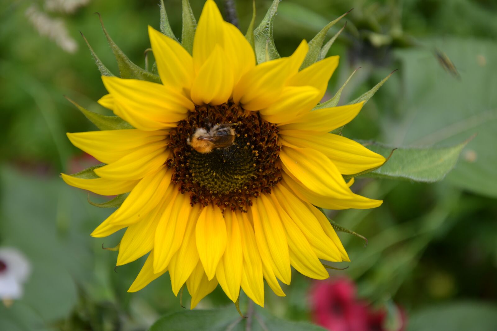 Nikon D3100 sample photo. Colorful variety, flowers, beautiful photography