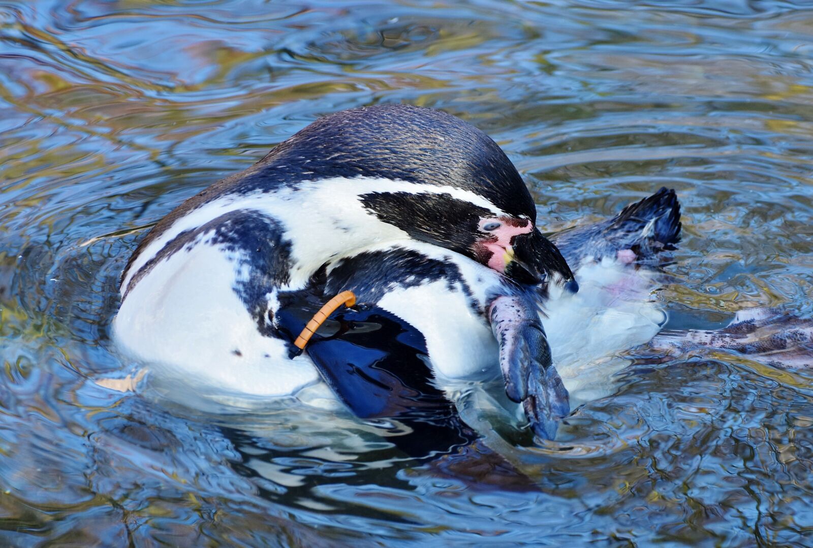 Nikon D7200 sample photo. Penguin, bird, water bird photography