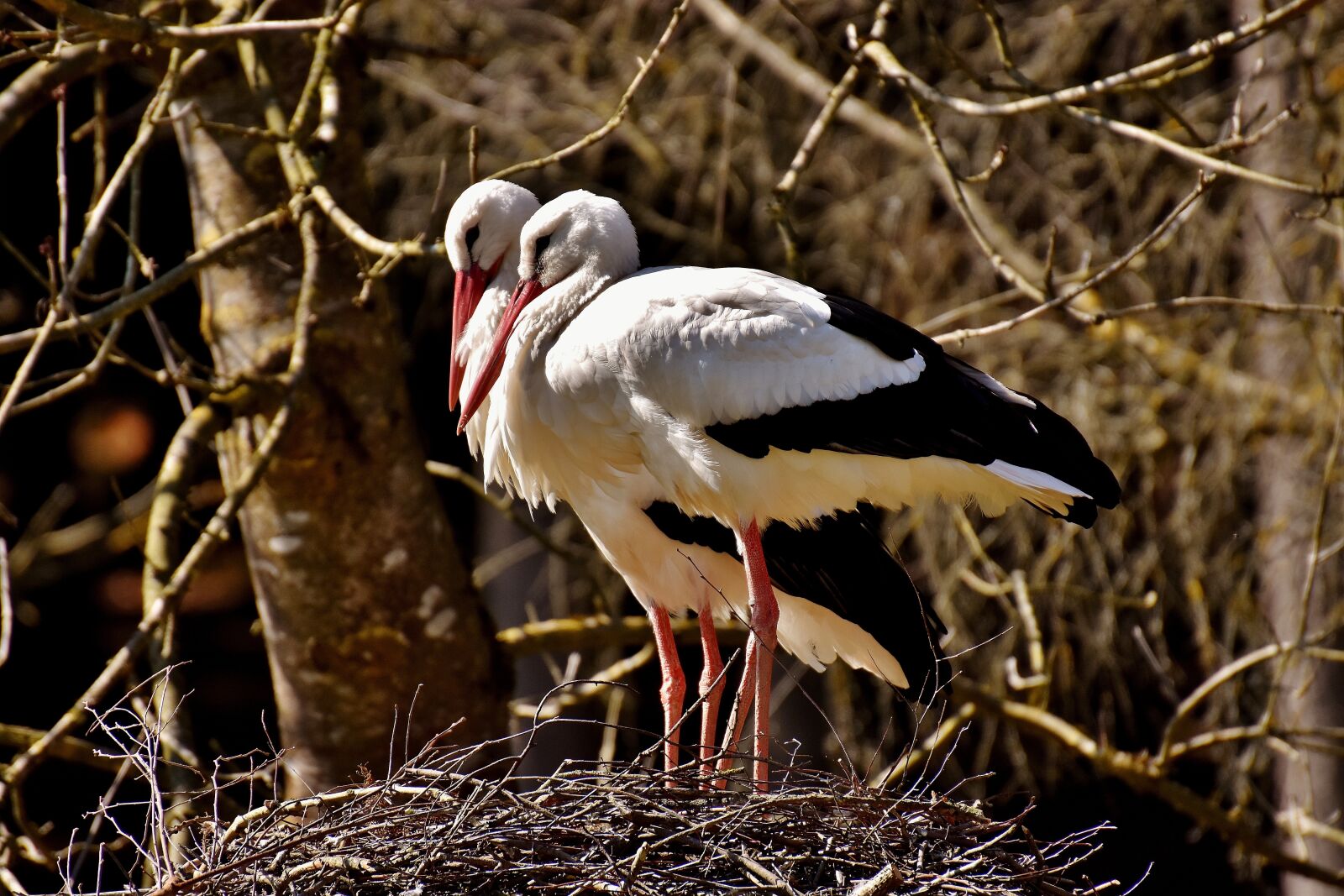 Nikon D7200 sample photo. Storks, nest building, pair photography