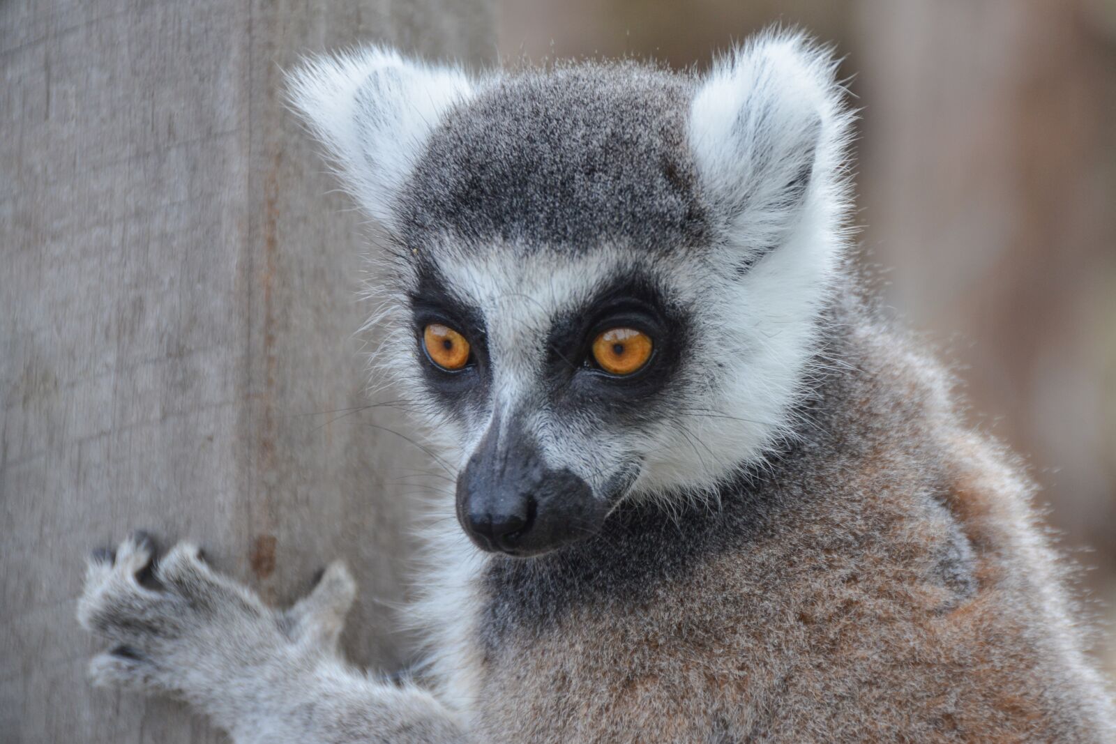 Nikon D5100 sample photo. Lemur, animal, wildlife photography