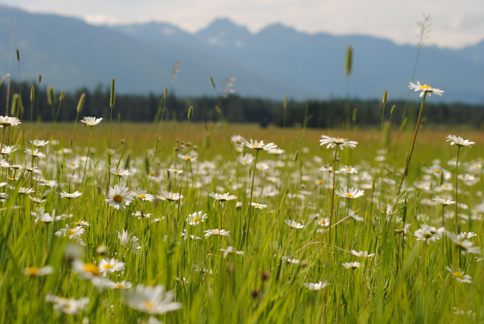 Nikon D3000 sample photo. Daisy, mothersday, flower photography