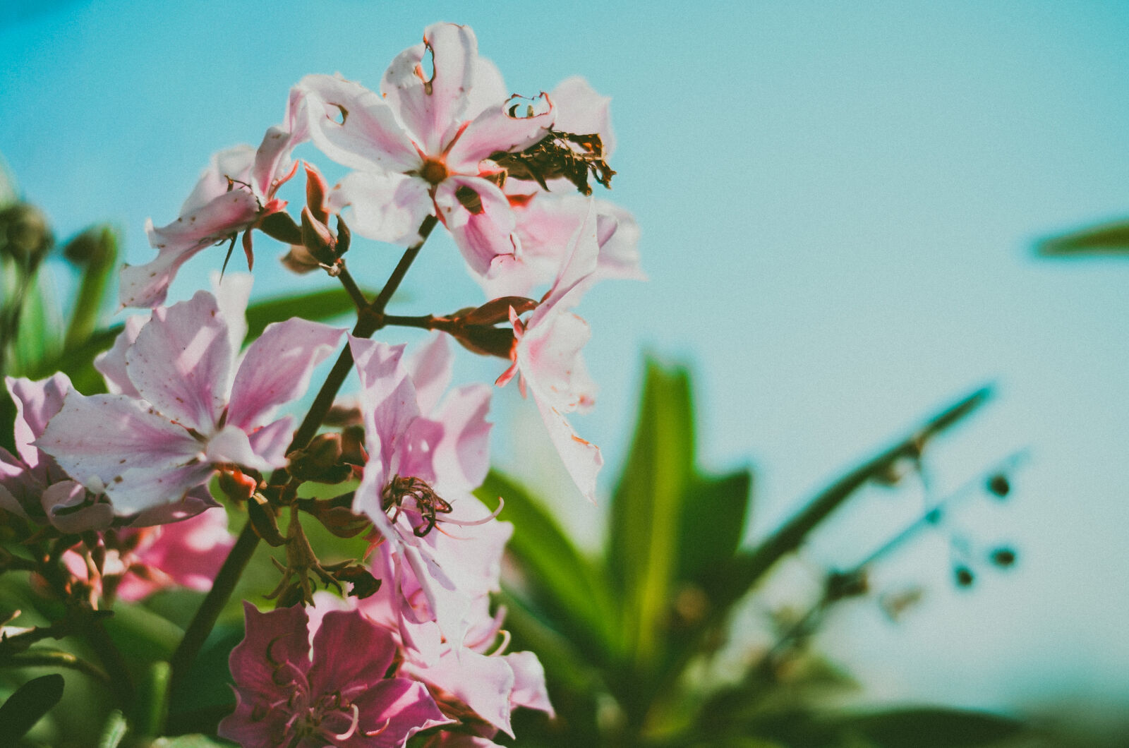 Nikon D5100 sample photo. Flower photography