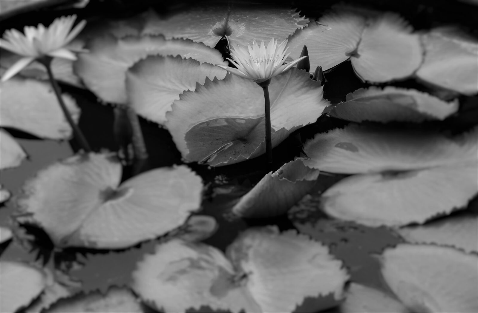 Nikon Coolpix A300 sample photo. Garde, leaves, lotus, man photography
