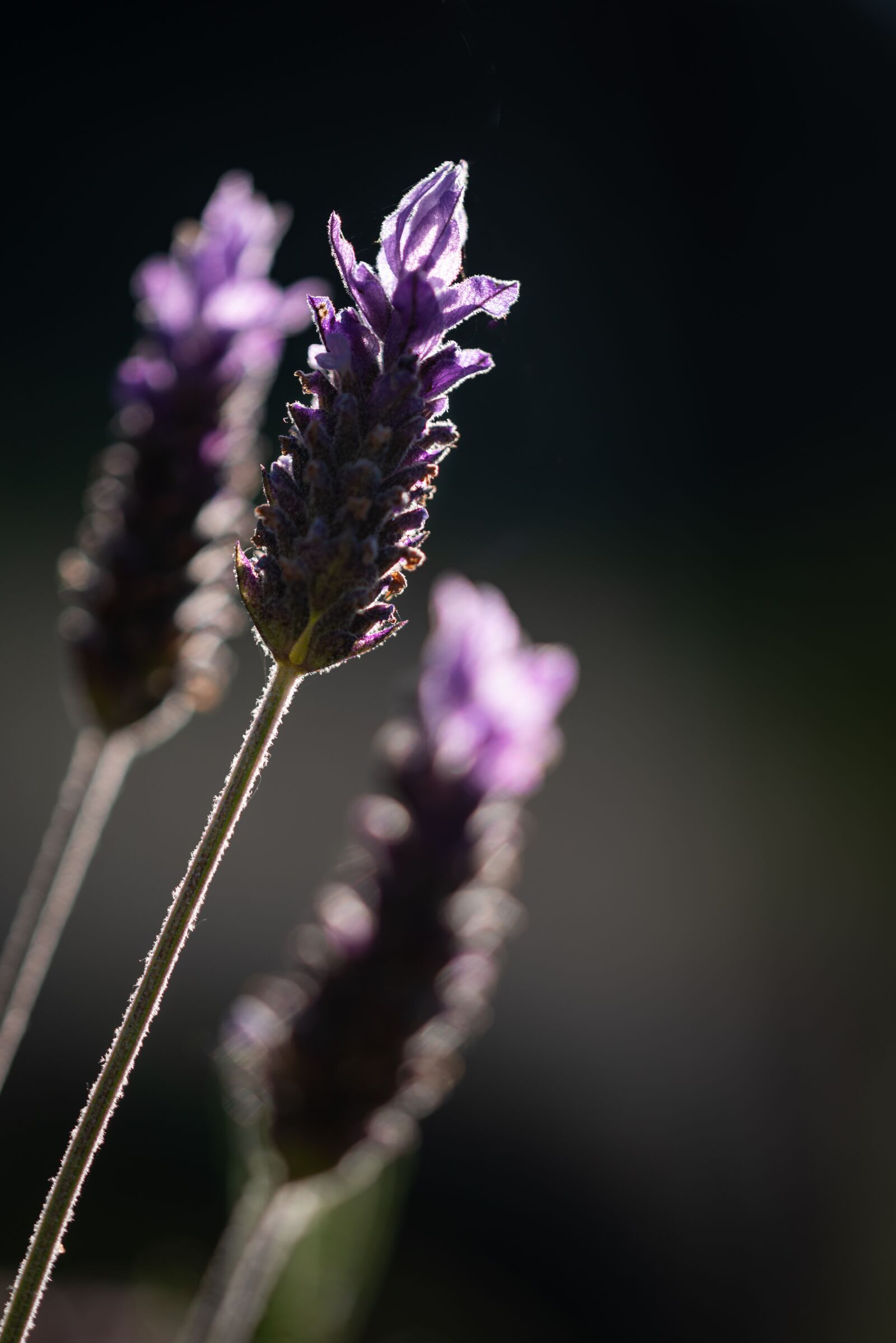 Nikon D810 sample photo. Lavender, silhouette, plant photography