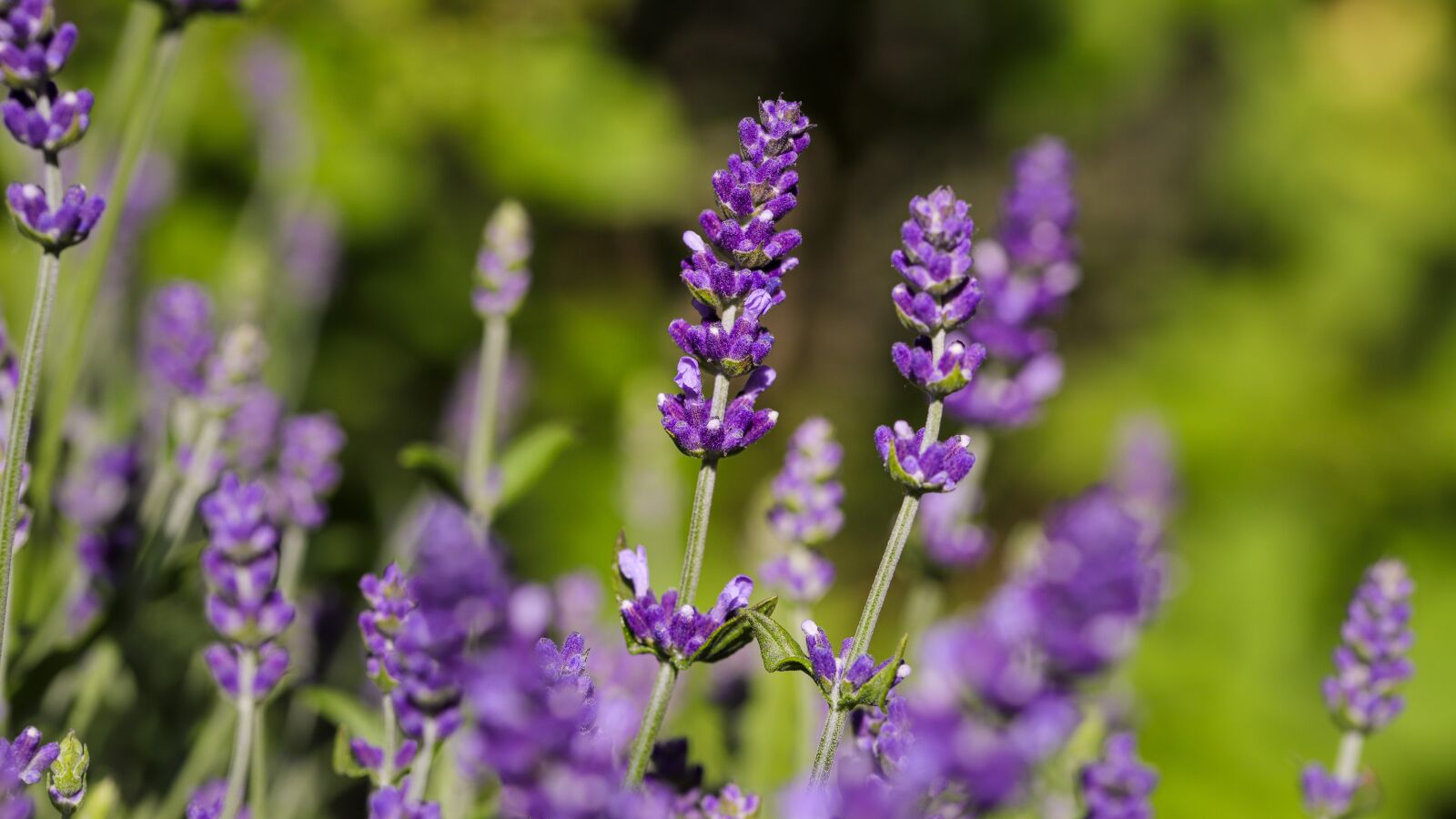 Canon EOS 6D Mark II sample photo. Lavender, purple, flowers photography