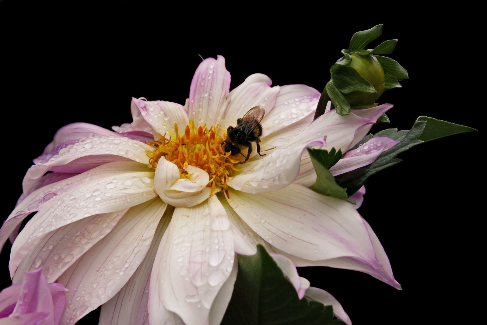 Canon PowerShot G15 sample photo. Dahlia, raindrop, nature photography