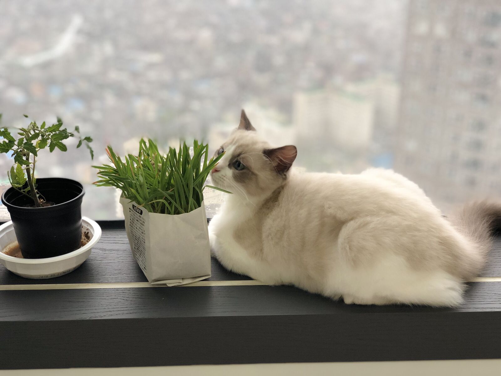 iPhone X back dual camera 6mm f/2.4 sample photo. Ragdoll, ragdolls, window photography