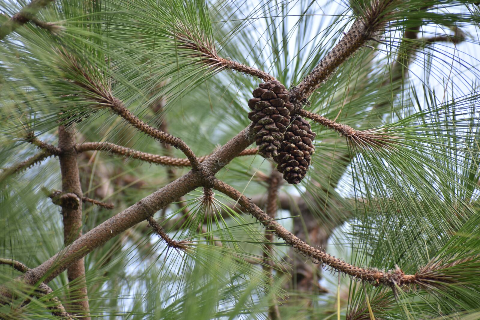 Nikon D5600 sample photo. Pine cone, conifer, flower photography