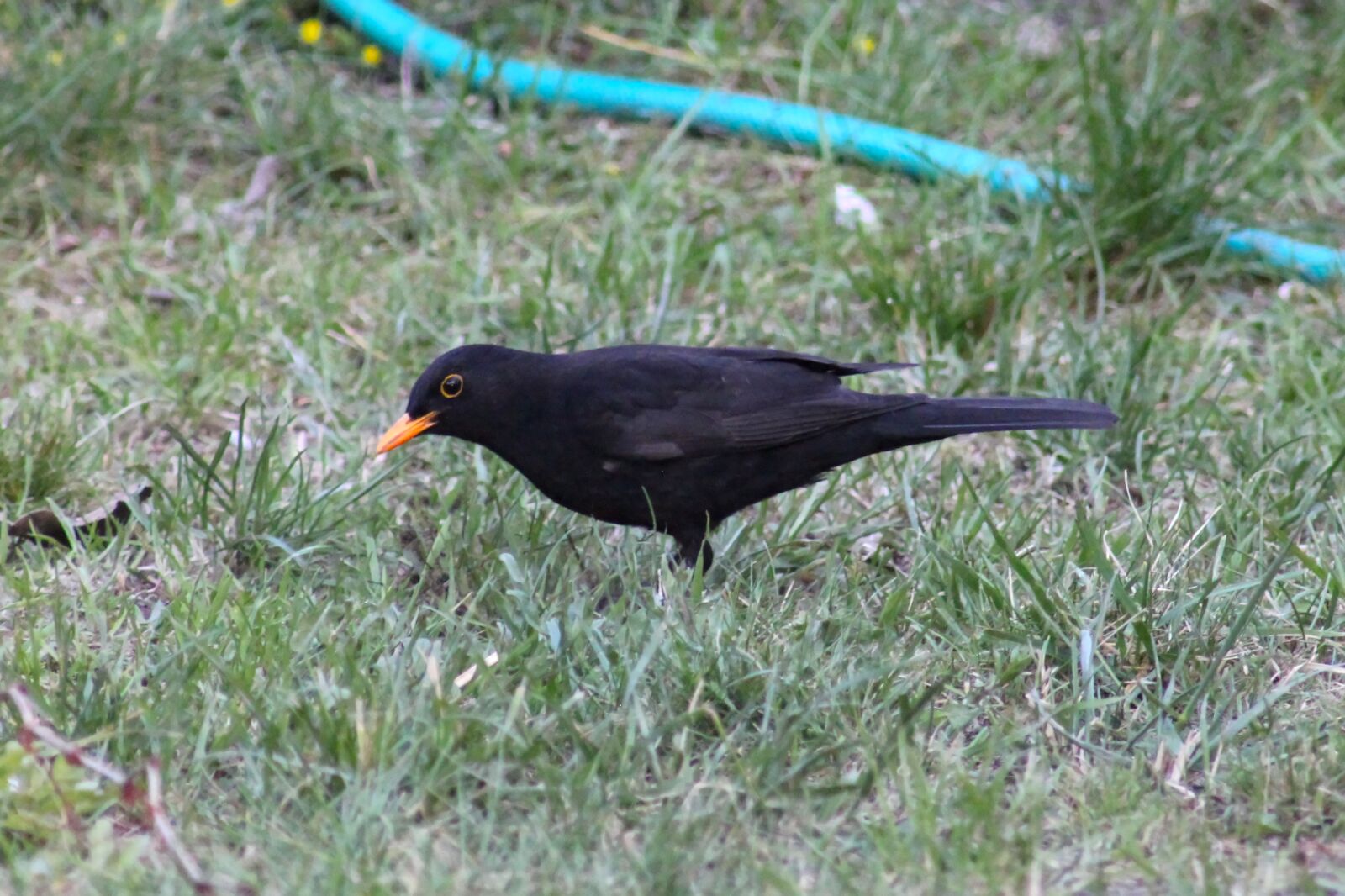 Canon EOS 550D (EOS Rebel T2i / EOS Kiss X4) sample photo. Blackbird male, meadow, nature photography