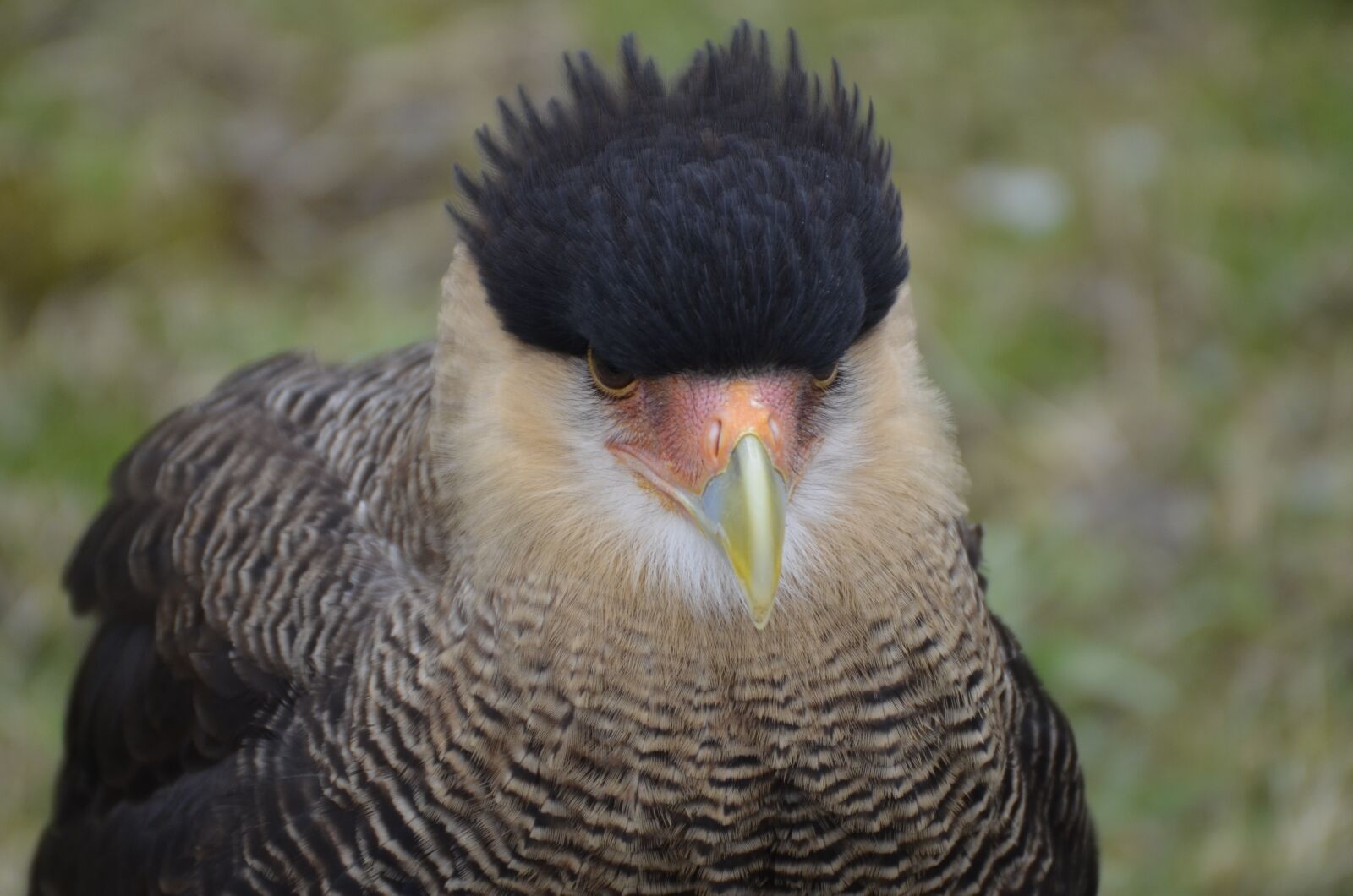 Nikon D5100 sample photo. Bird, vulture, scavengers photography