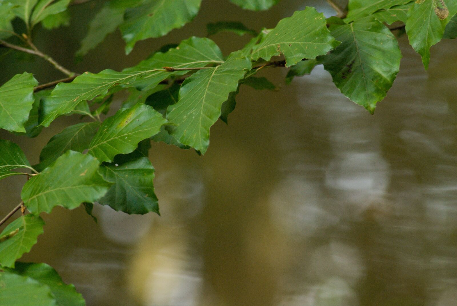 70.00 - 300.00 mm f/4.0 - 5.6 sample photo. Beech, foliage, beech forest photography