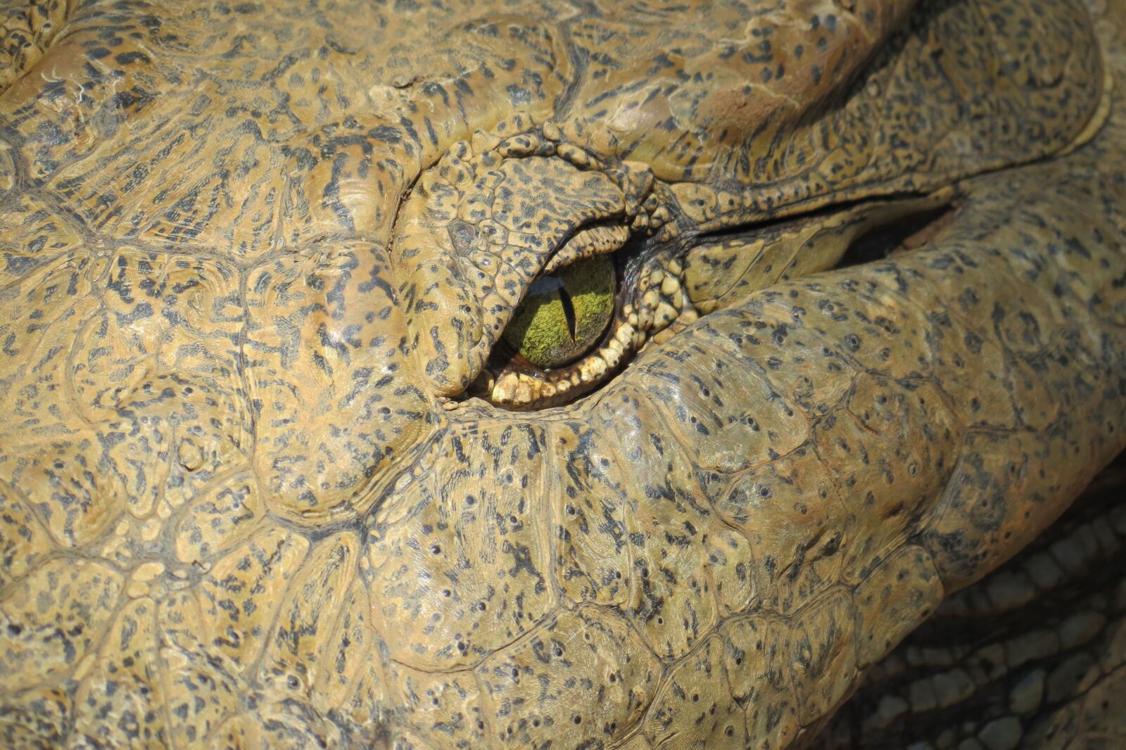 Canon PowerShot SX40 HS sample photo. Crocodile, eye, reptile photography