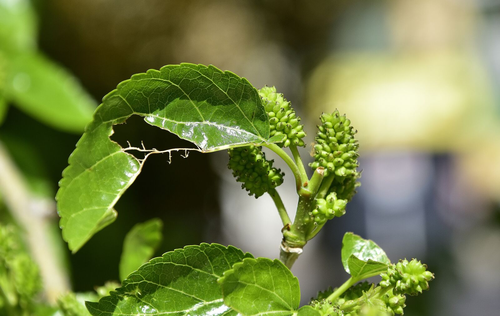 Nikon D7200 sample photo. Leaf, nature, plant photography