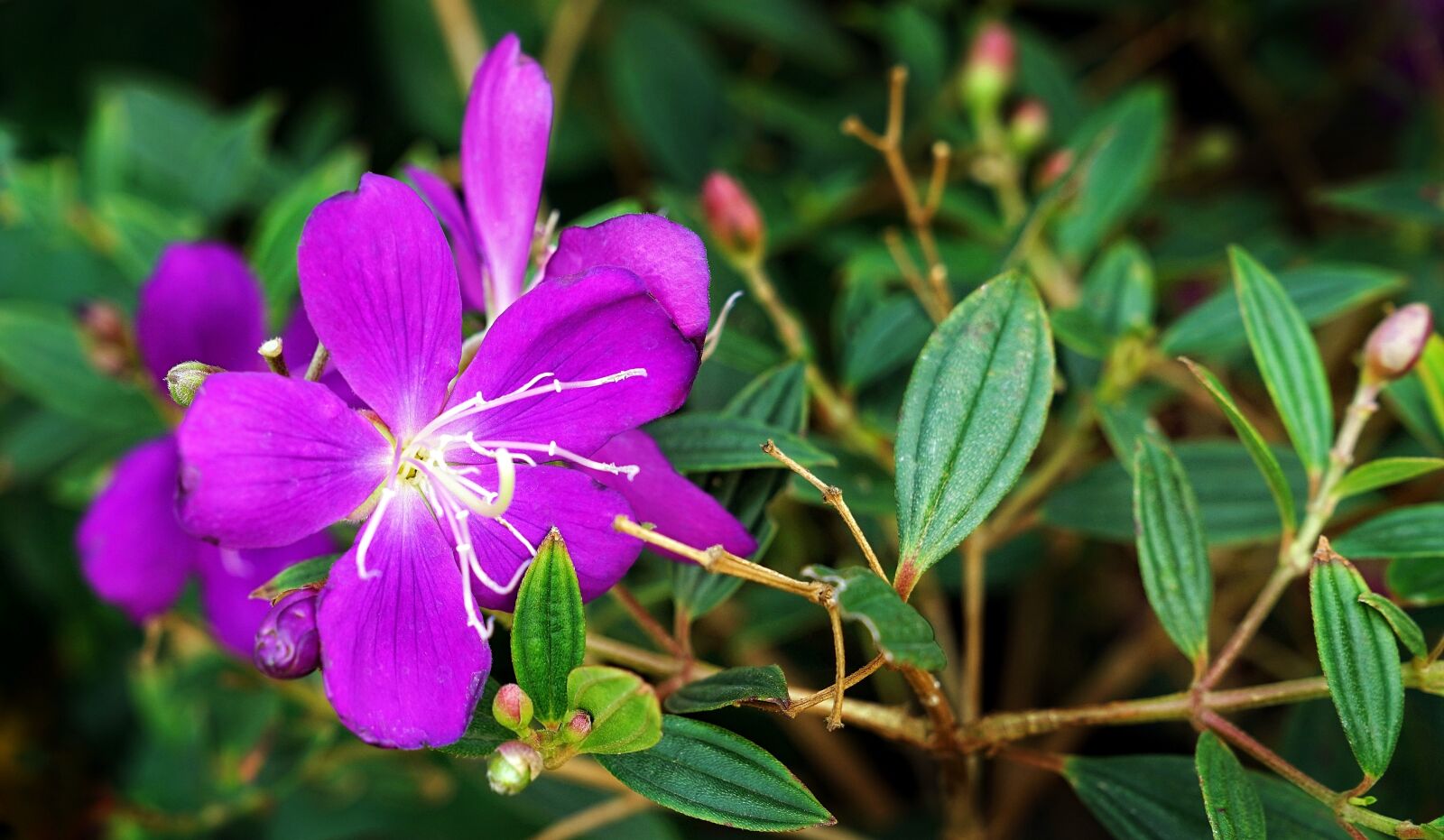 Sony a7R II + Sony FE 24-70mm F2.8 GM sample photo. Princess flower, glory bush photography
