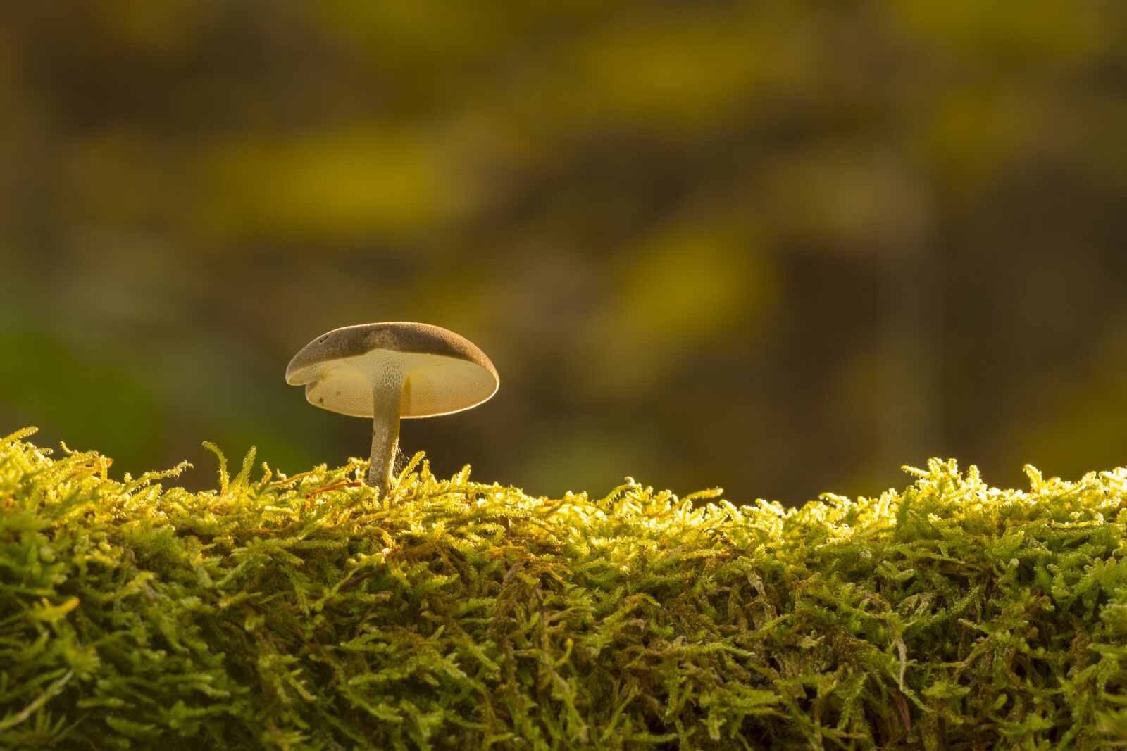 Canon EOS 7D sample photo. Mushroom, moss, sponge photography