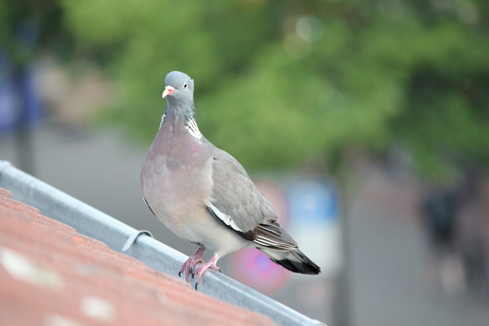 Canon EOS 550D (EOS Rebel T2i / EOS Kiss X4) sample photo. Dove, roof, city pigeon photography