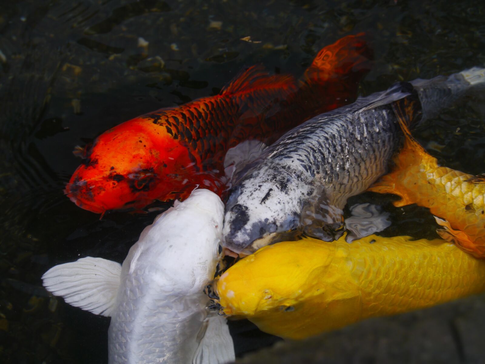 Panasonic Lumix DMC-GX1 sample photo. Aquarium fish, colored carp photography