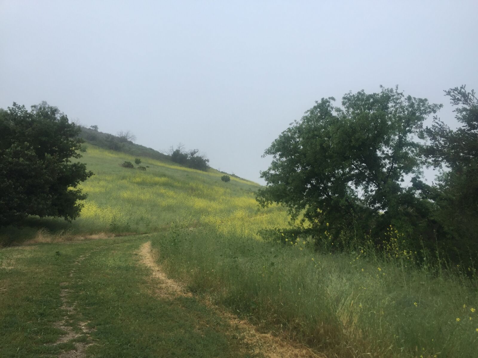 iPhone 6 back camera 4.15mm f/2.2 sample photo. Nature, sky, tree photography