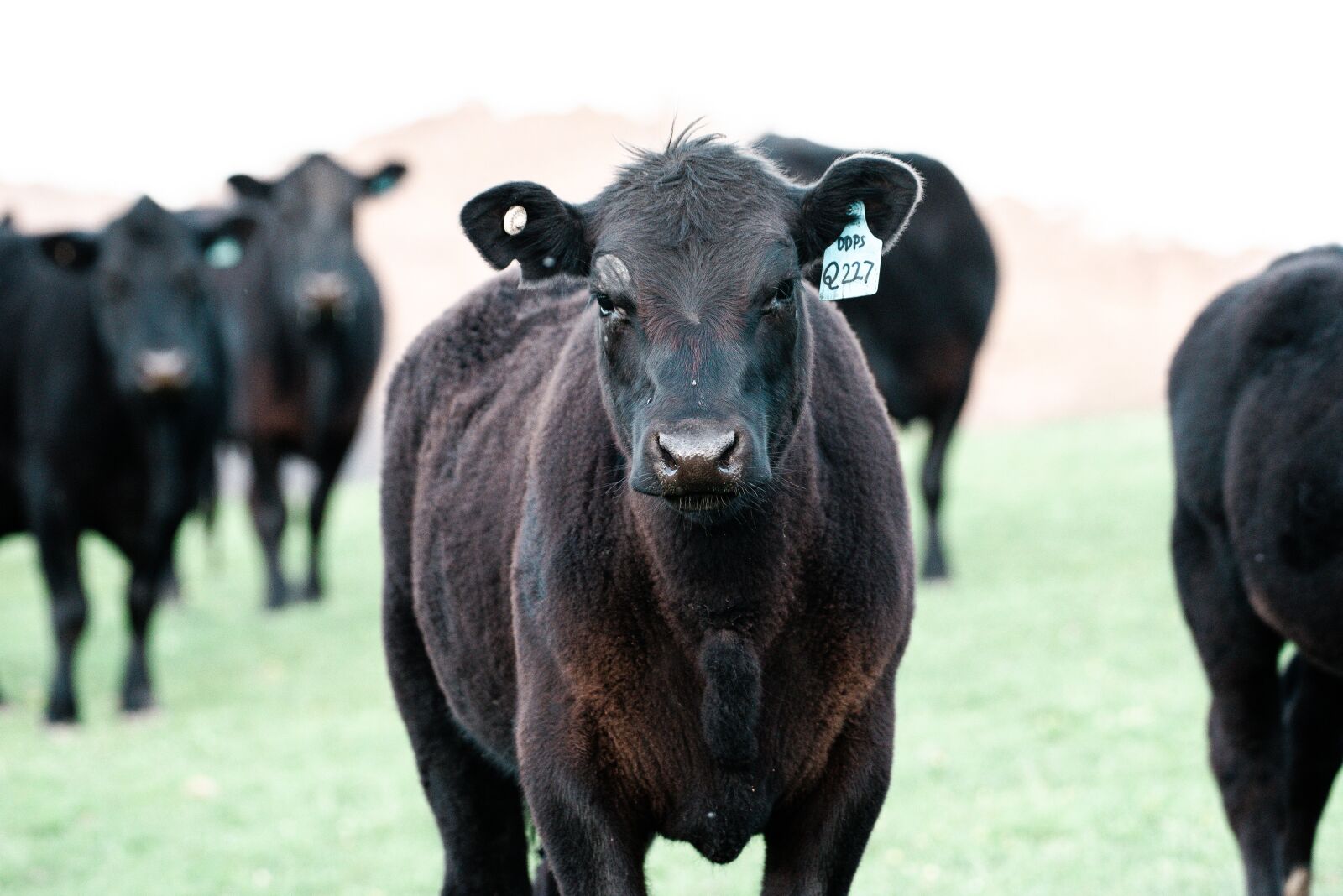 Nikon D750 sample photo. Cow, black angus, farm photography