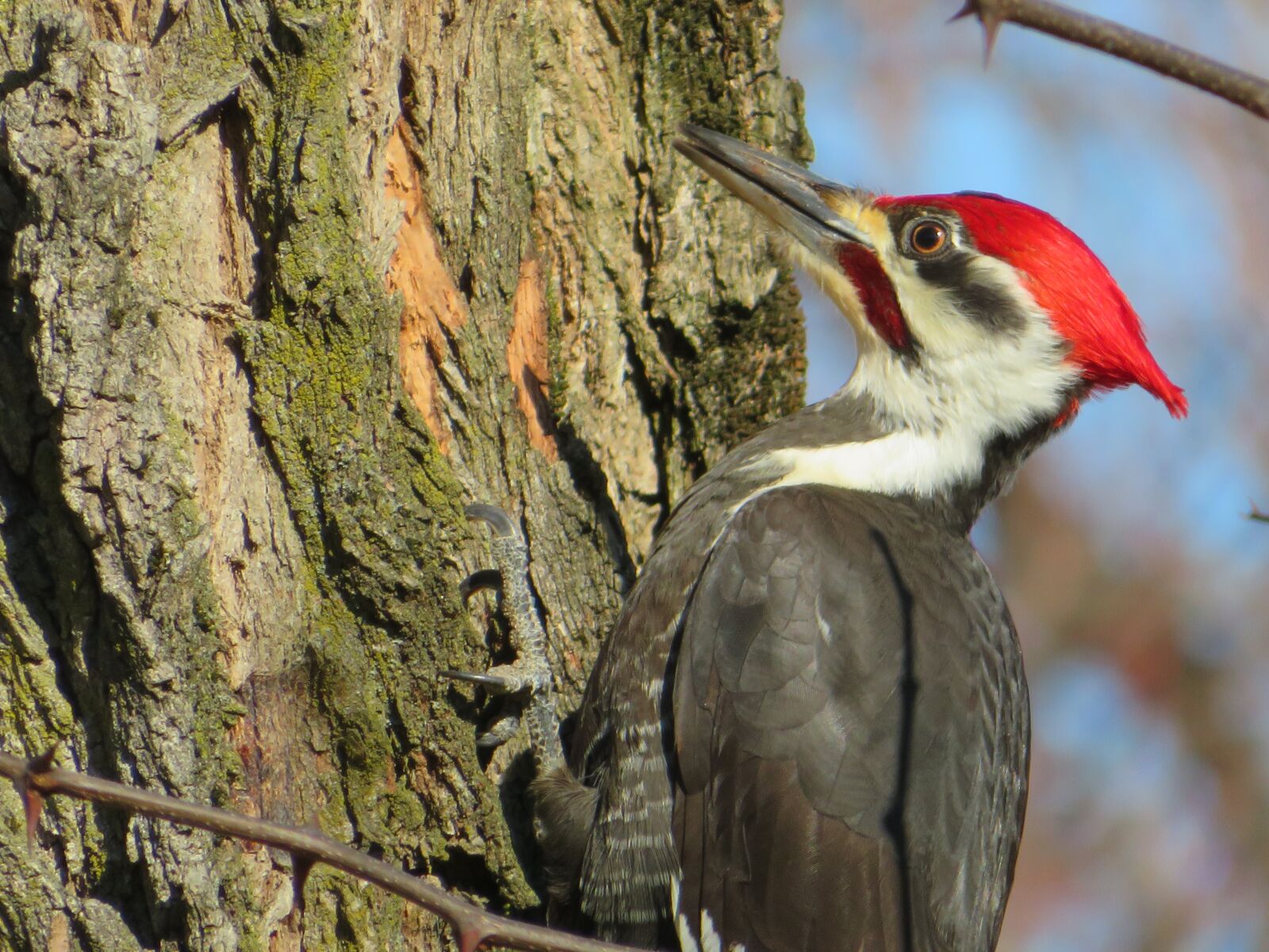 Canon PowerShot SX720 HS sample photo. Woodpecker, bill, red photography