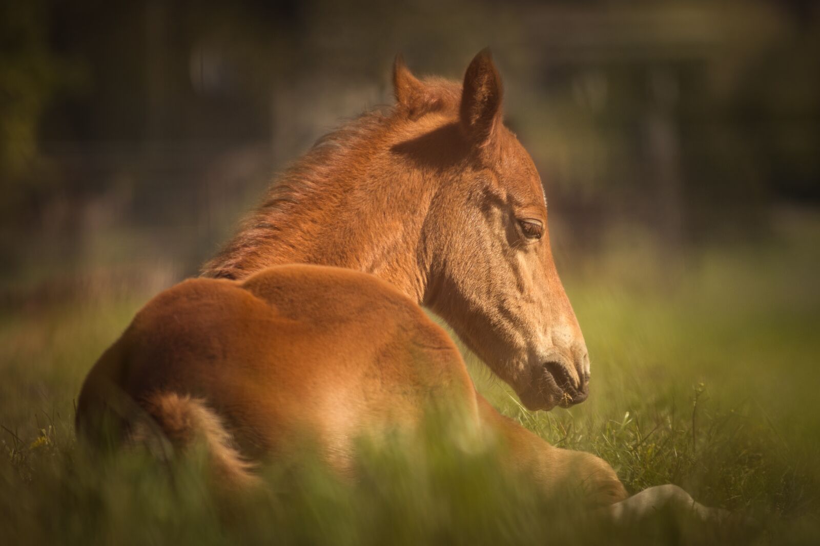 Nikon D7200 sample photo. Horse, foal, pasture photography