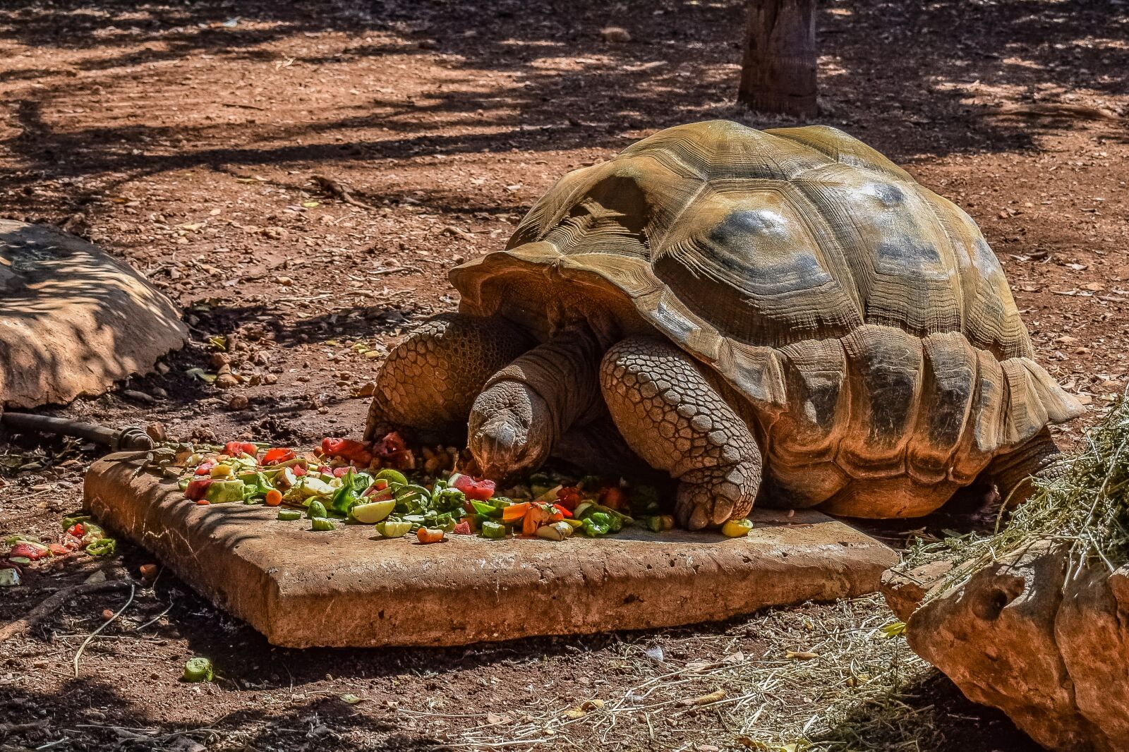Nikon D3300 sample photo. Turtle, giant, reptile photography