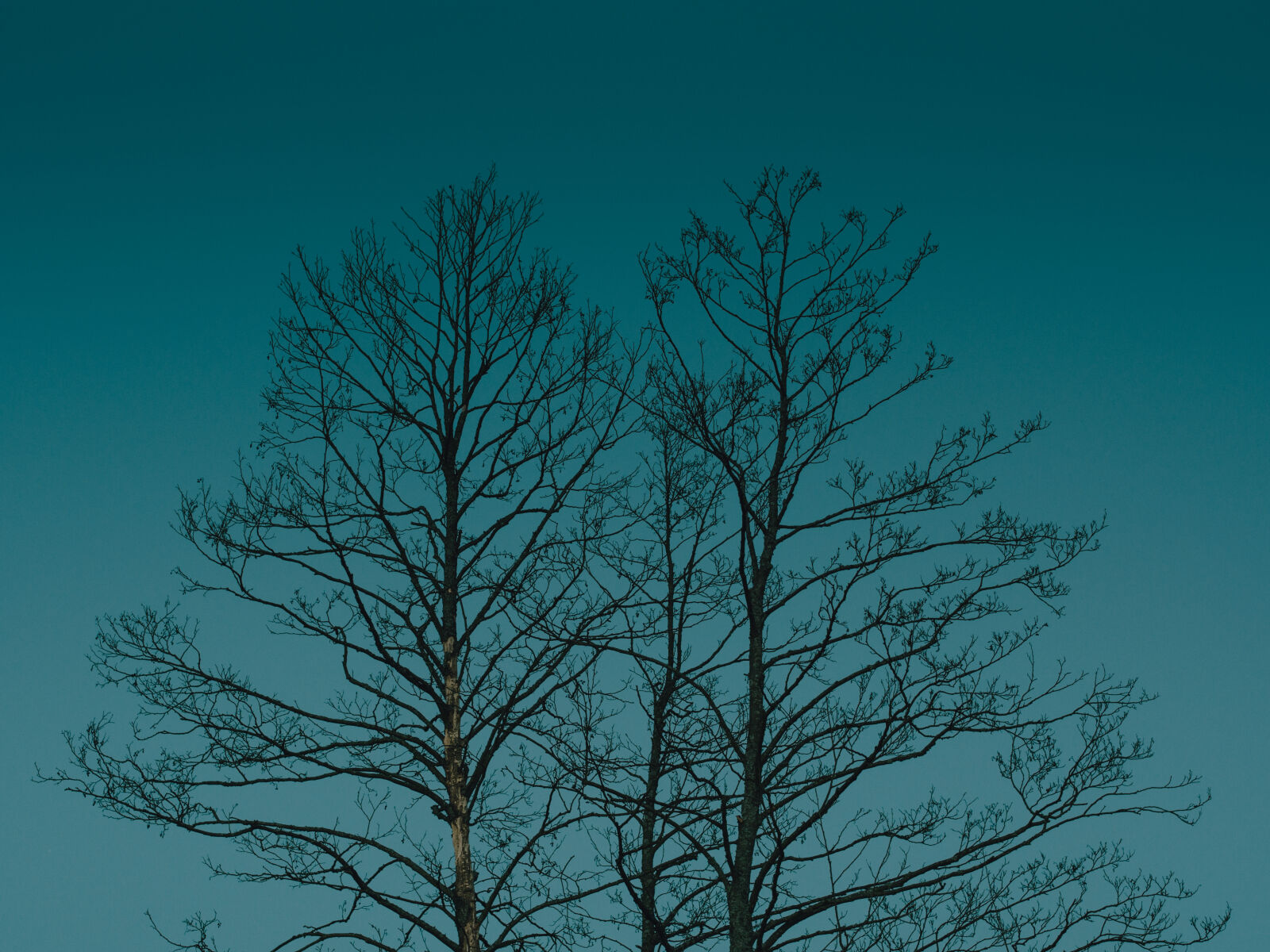 Olympus OM-D E-M5 sample photo. Dead, nature, sky, tree photography