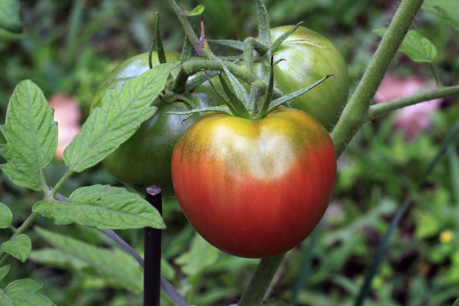 Canon EOS 500D (EOS Rebel T1i / EOS Kiss X3) sample photo. Tomato, vegetable, food photography