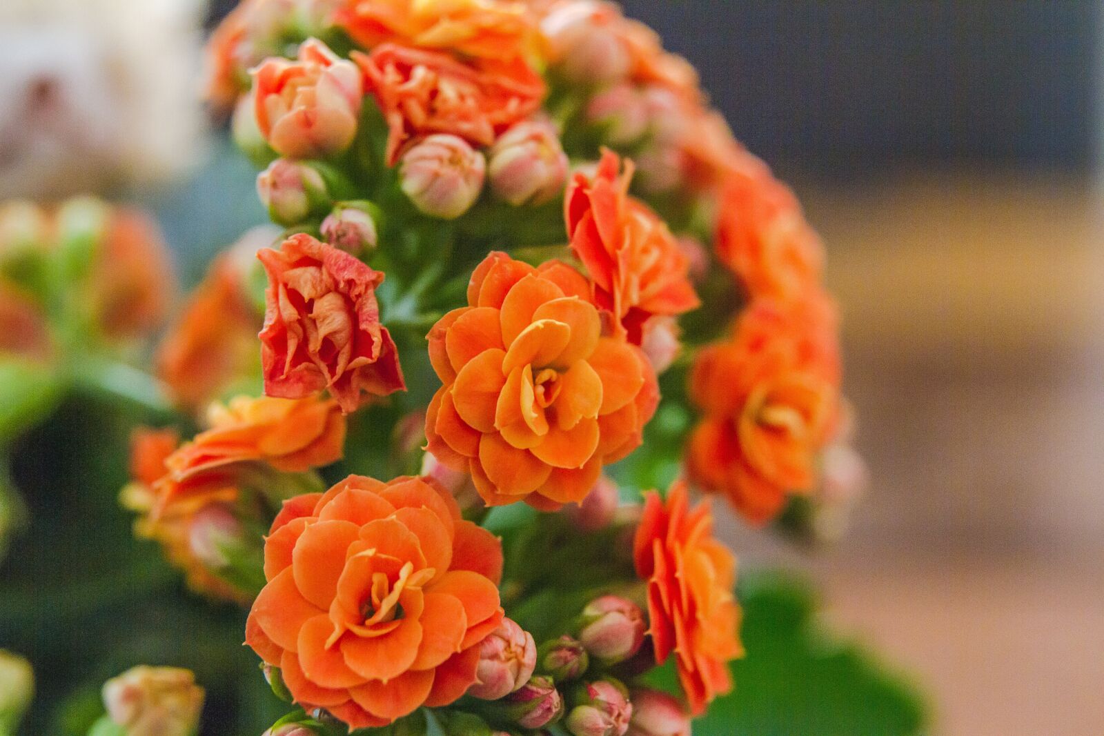 Canon EOS 7D sample photo. Flower, nature, plant photography