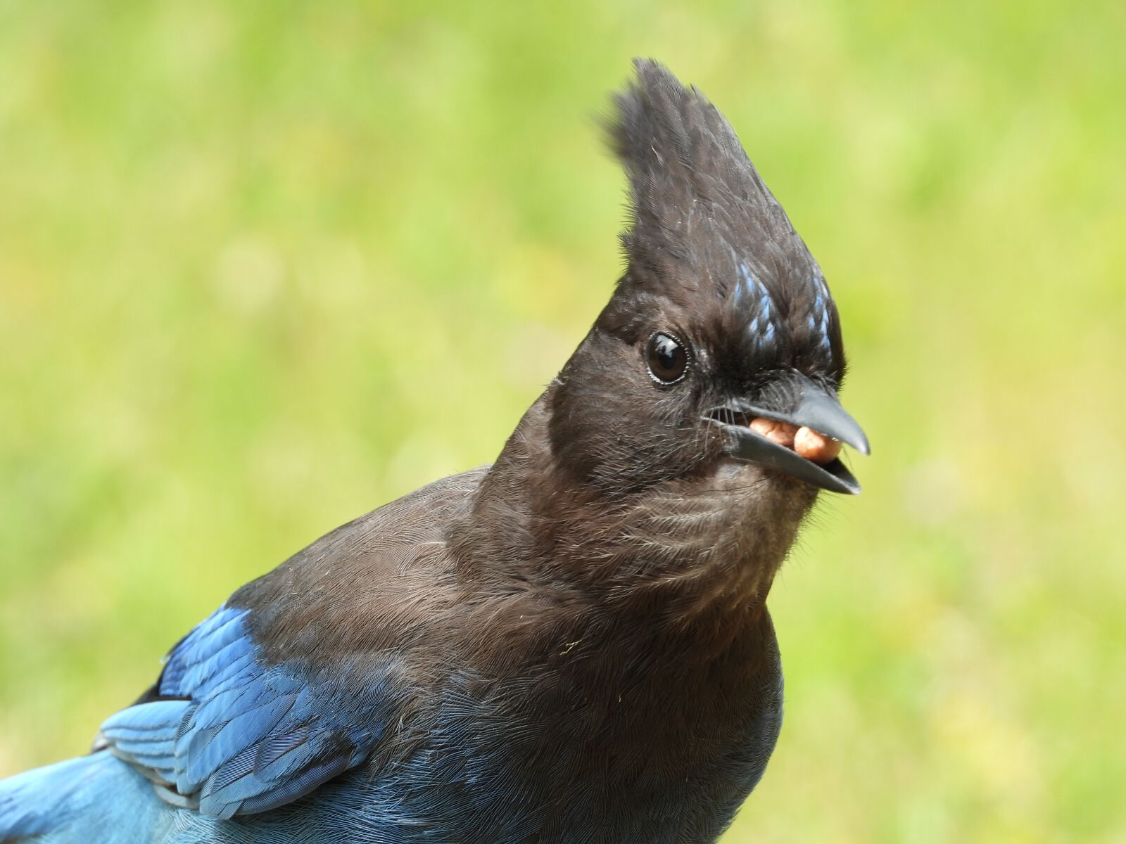 Nikon Coolpix P1000 sample photo. Bluejay, bird, blue photography