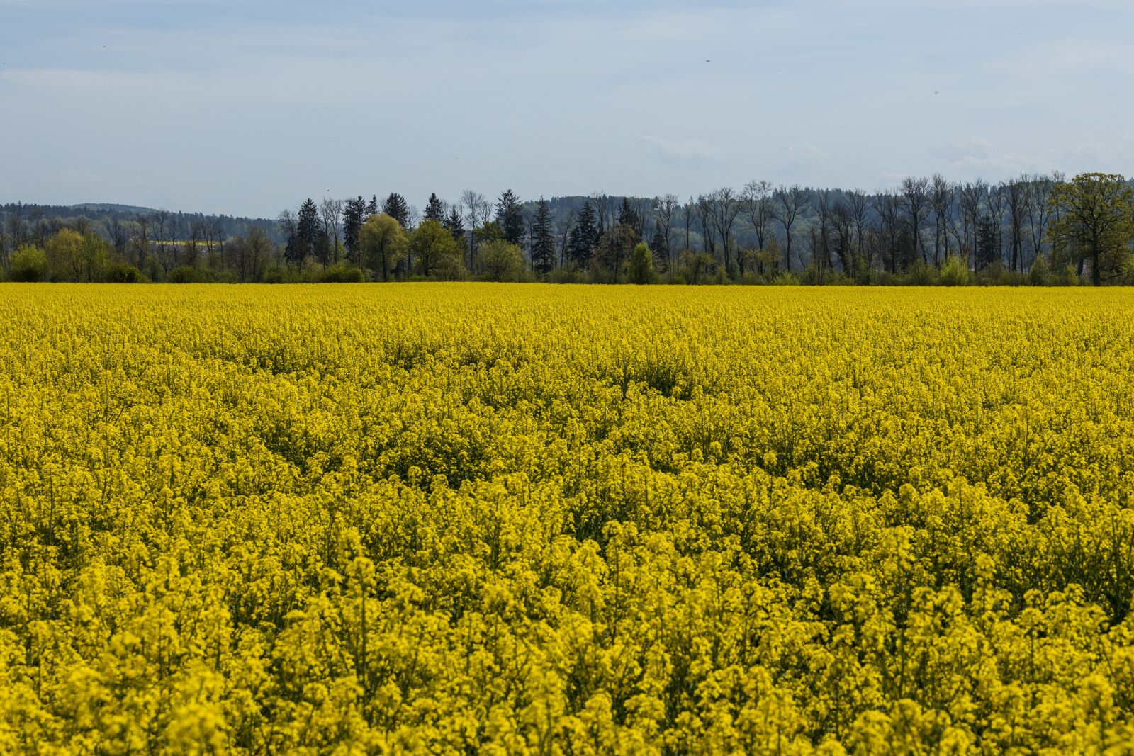 Canon EOS R sample photo. Field of rapeseeds, yellow photography
