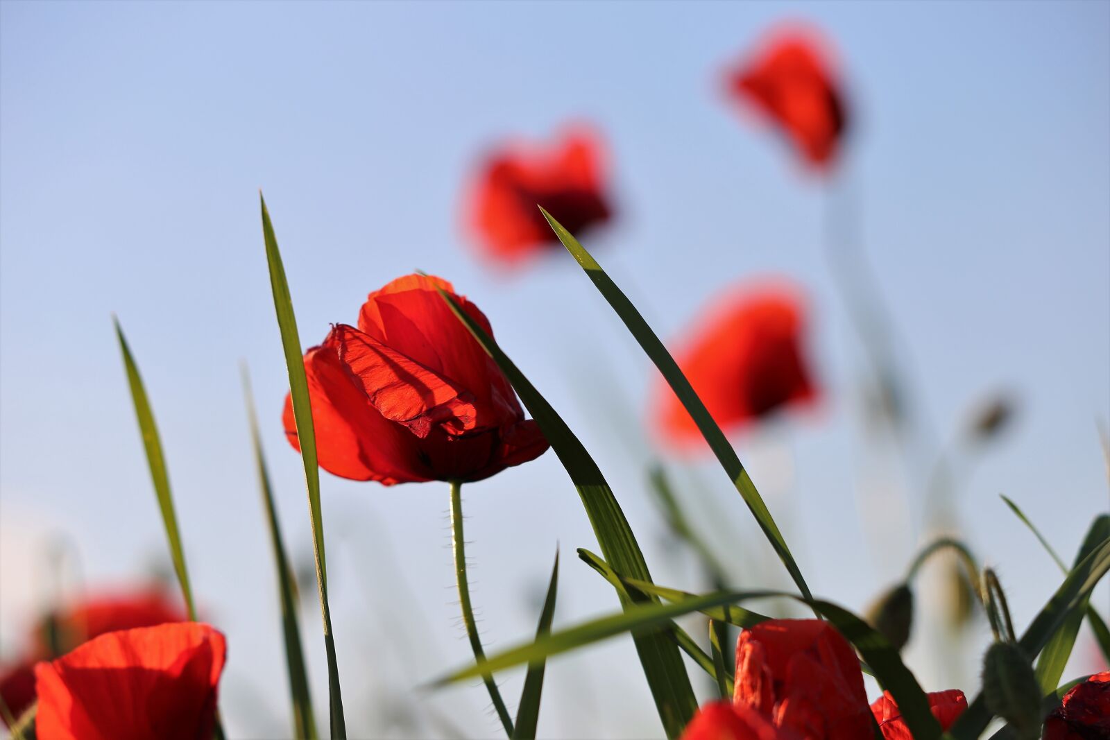 Canon EF 70-300 F4-5.6 IS II USM sample photo. Red poppys, blooming, blue photography
