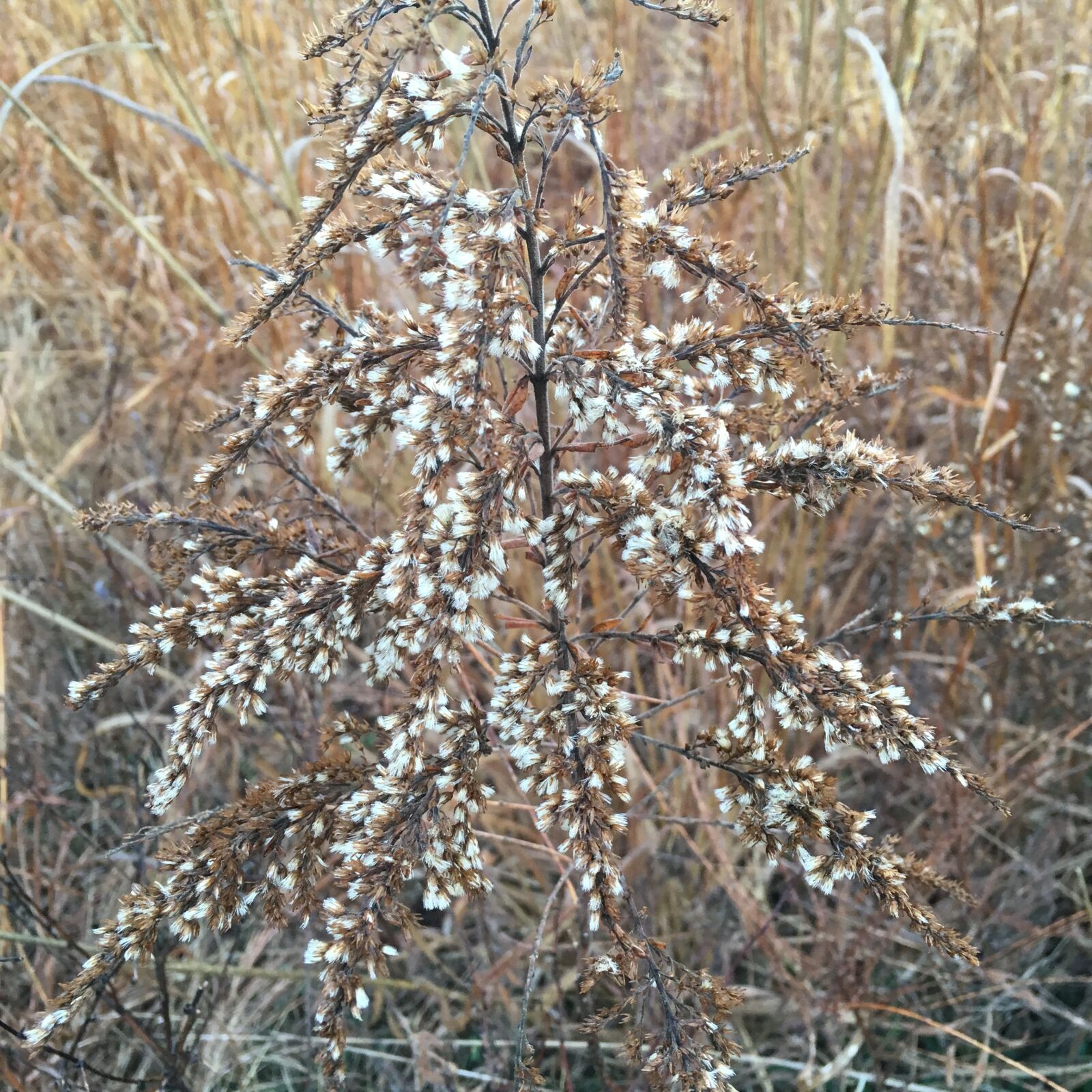 iPhone SE back camera 4.15mm f/2.2 sample photo. National wildlife refuge, bird photography