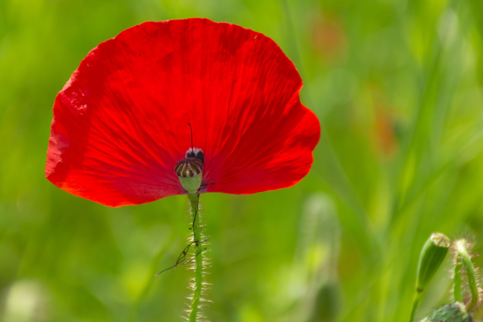Nikon D7200 sample photo. Nature, flower, spring photography