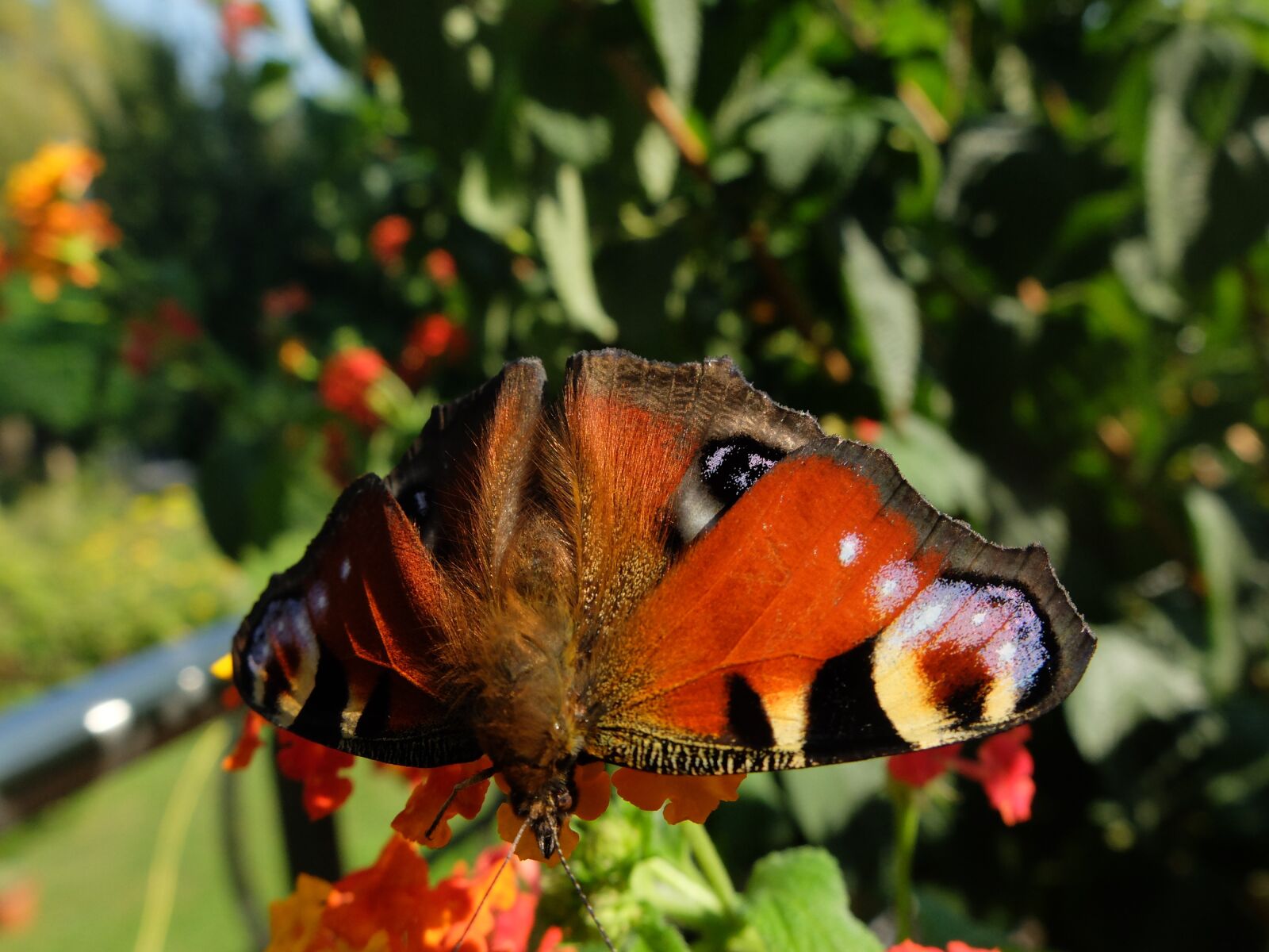 Fujifilm X20 sample photo. Monarch butterfly, butterfly, insect photography