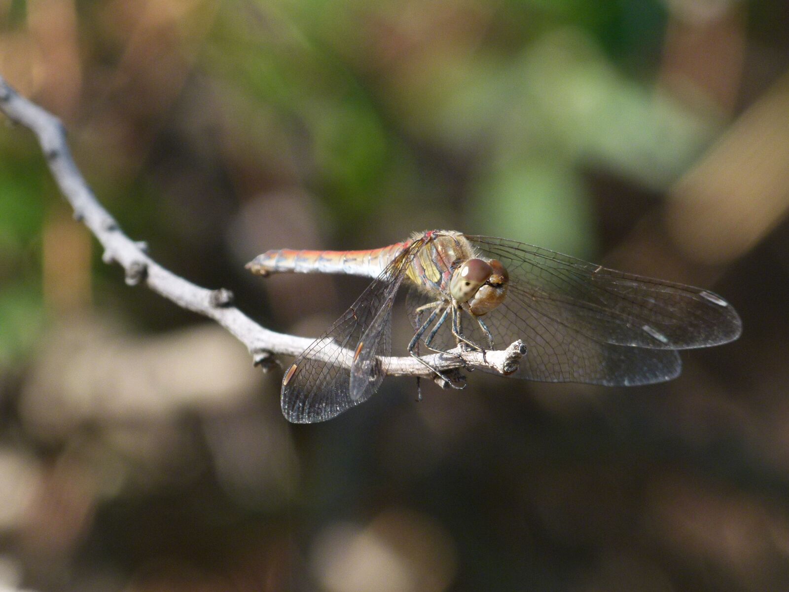 Leica V-Lux 2 sample photo. Dragonfly, branch, detail photography