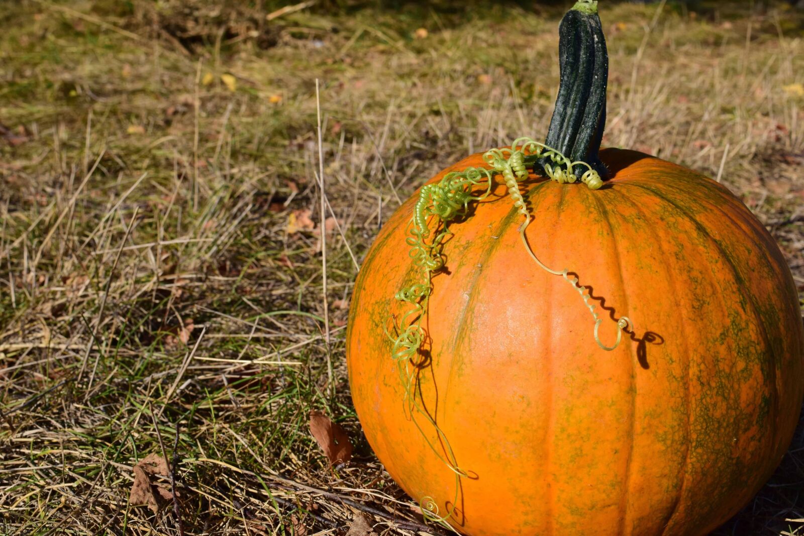 Nikon D3300 sample photo. Pumpkin, leaf, vegetable, autumn photography