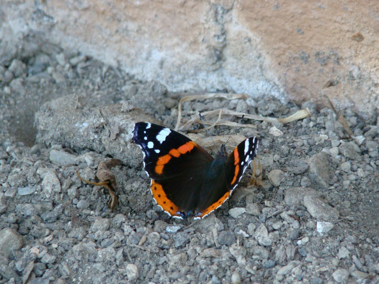 Sony Cyber-shot DSC-H50 sample photo. Butterfly, black, orange photography