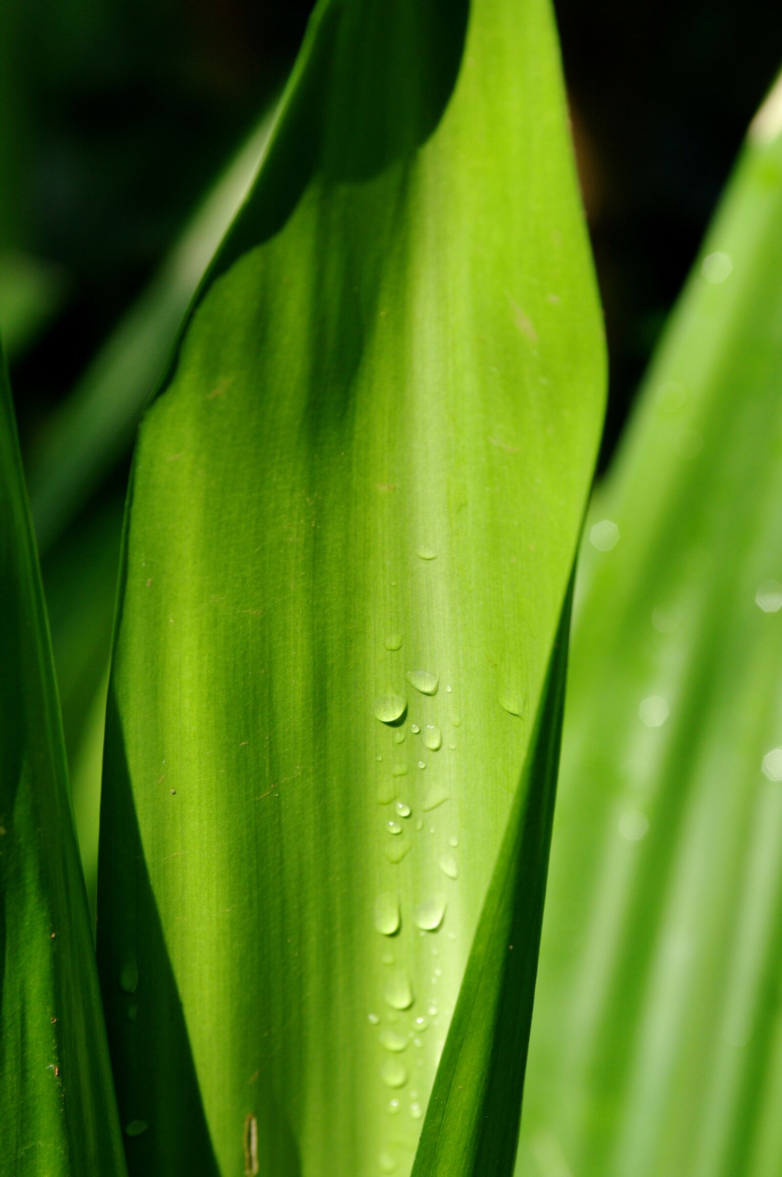 Pentax K20D sample photo. Leaf, plant, growth photography