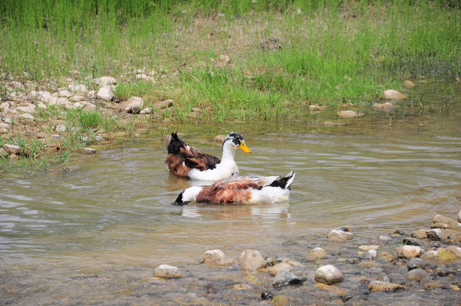 Nikon D90 sample photo. Duck, duck picture, duck photography