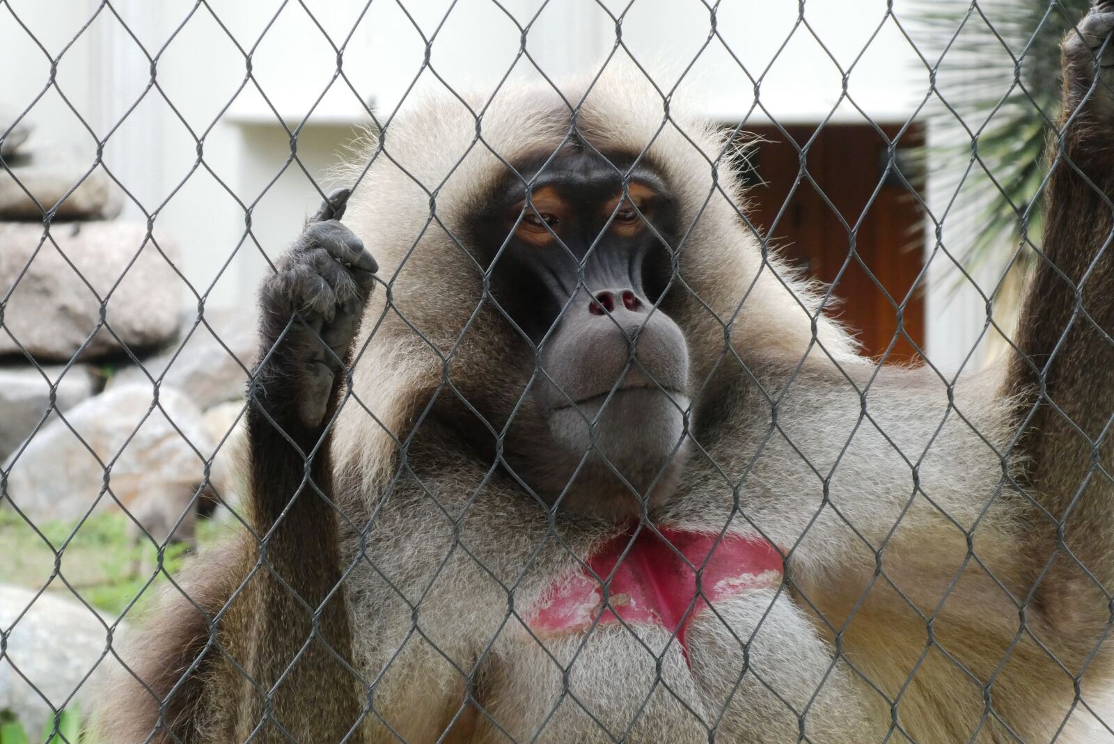 Panasonic Lumix DC-ZS70 (Lumix DC-TZ90) sample photo. Monkey, gelada, curious photography