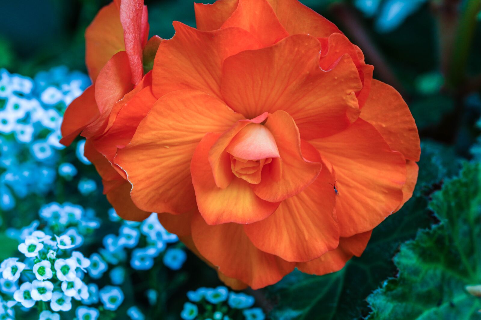 Canon EOS 7D Mark II sample photo. Garden flower, flower, garden photography